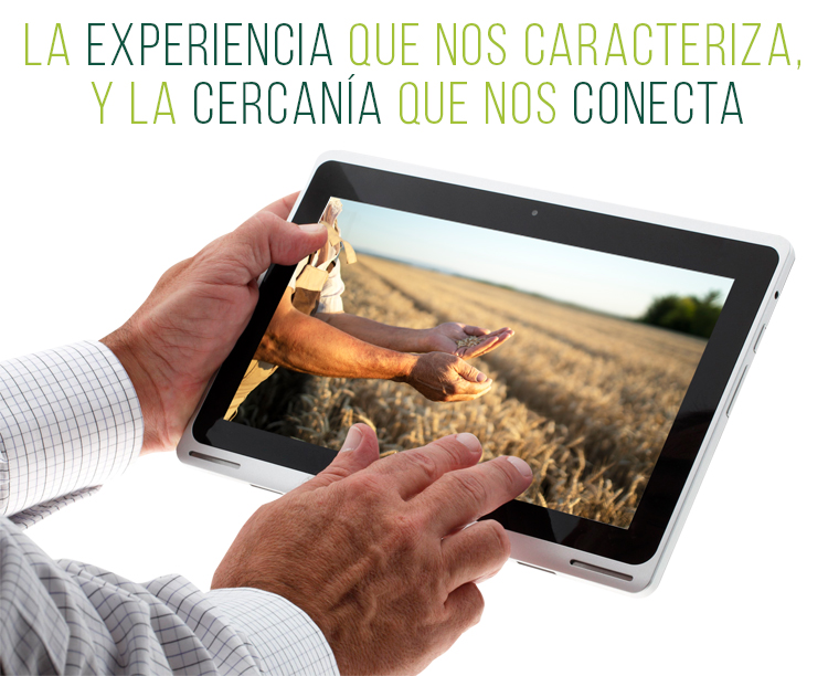 Manos senior con una tablet que muestra una imagen de campo de trigo con una mano con granos de trigo.