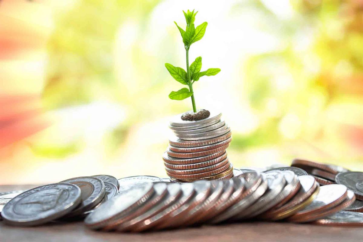 Planta encima de unas monedas Planta encima de unas monedas
