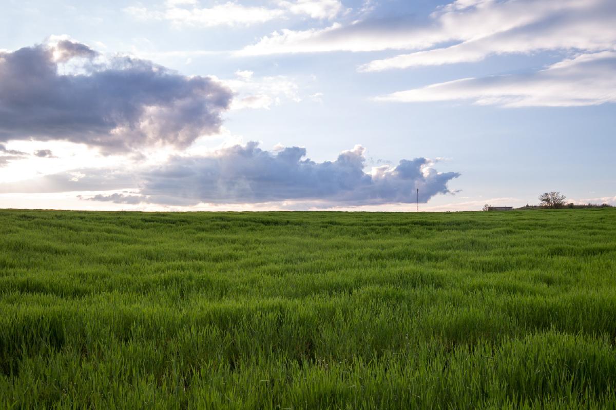 Cultivos resilientes: la clave del futuro agrícola sostenible